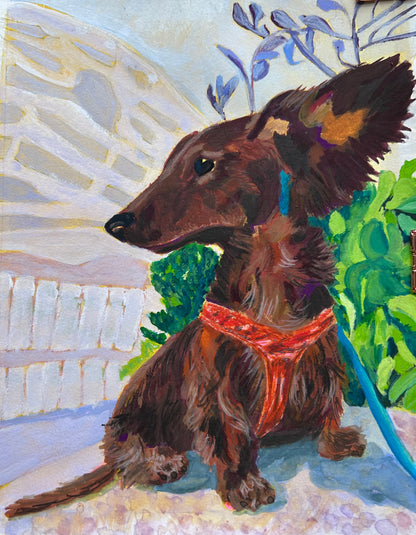 Pet Portraits starting from